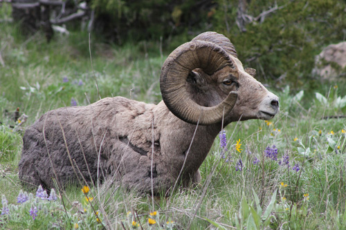 Image Usa : Sejour en ranch et découverte du Yellowstone