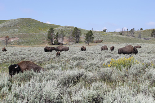 Image Usa : Sejour en ranch et découverte du Yellowstone