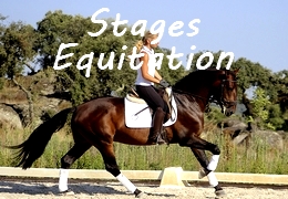 stage de dressage equitation