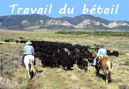 Désert à cheval