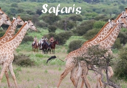 safari a cheval