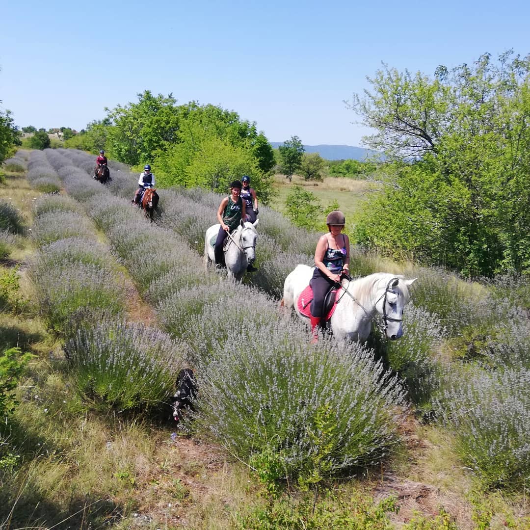 Image Croatie: Les collines de Dalmatie à cheval