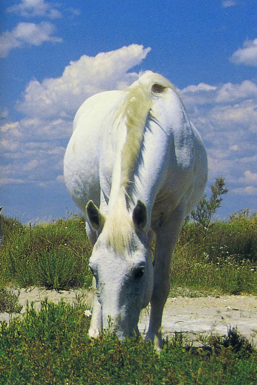 Image Week end Détente à cheval en Camargue