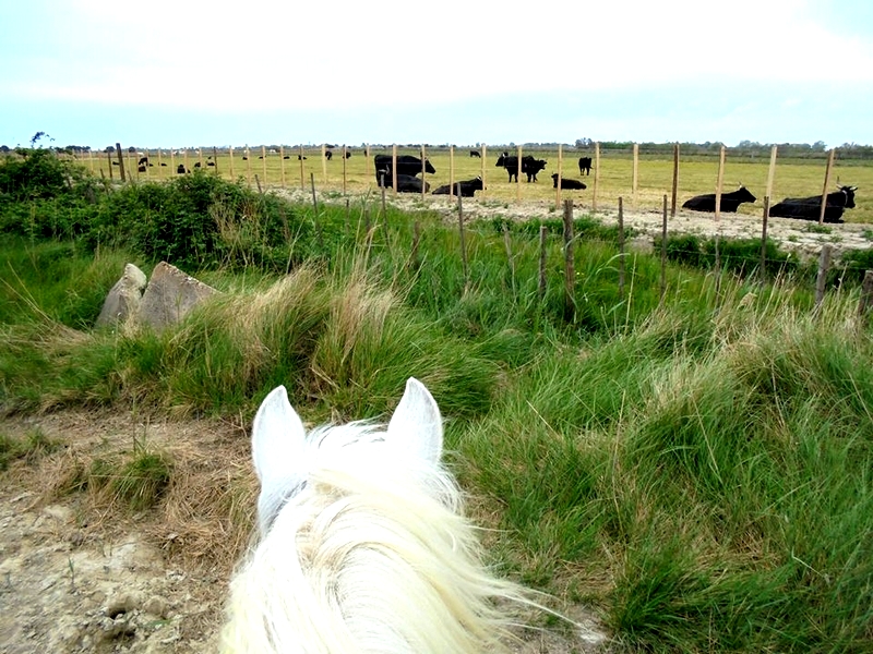 Image Voyage à cheval des collines du Luberon et des Alpilles à la Camargue