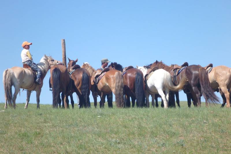 Image Randonnée à cheval & transhumance nomade en Mongolie