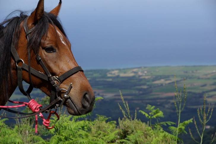 Image Invitation à la randonnée à cheval en Corse