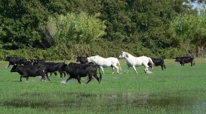 randonnee equestre camargue