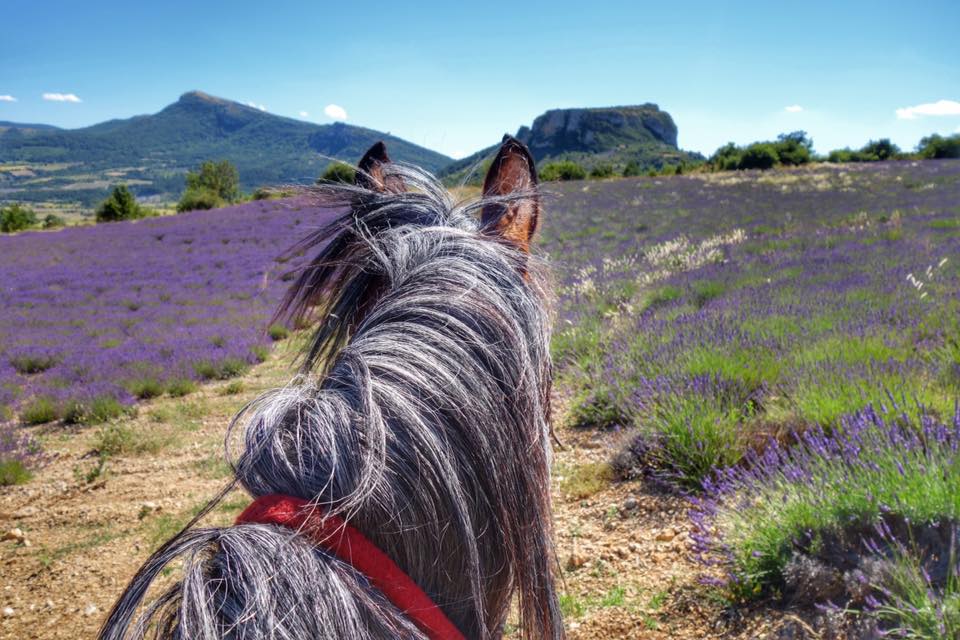 Drome provencale en rando a cheval