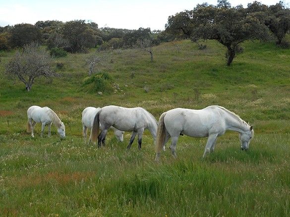 randonnee a cheval en espagne