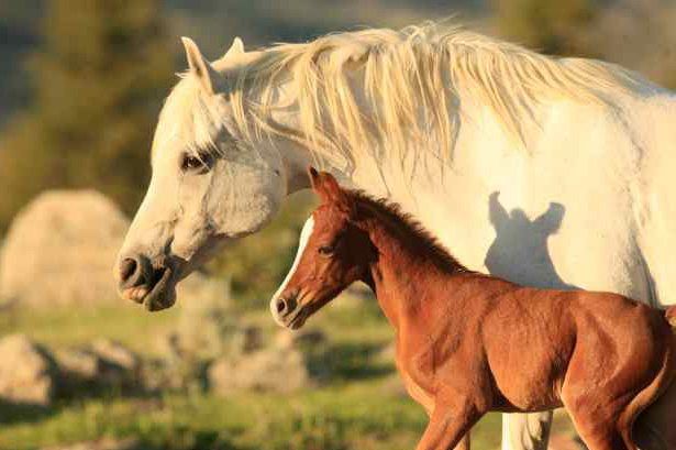 sejour a cheval en ranch usa