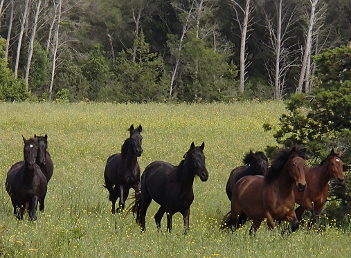 voyage à cheval à Minorque