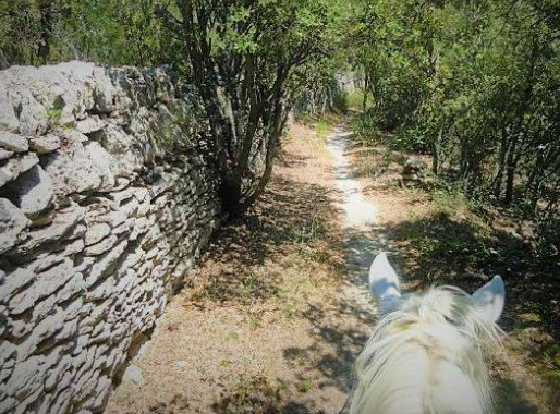 rando cheval lavande Provence