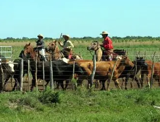 Argentine à cheval