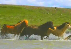 rando cheval Islande