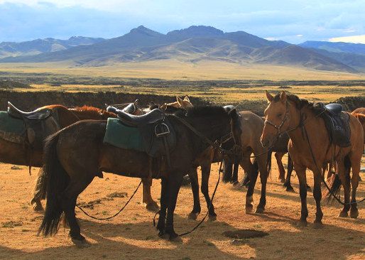 rando cheval Mongolie