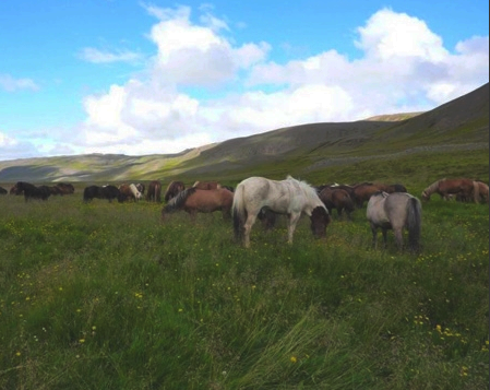 rando cheval Islande