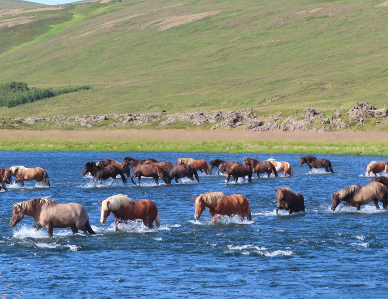 Islande à cheval