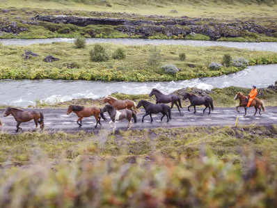 randonnée à cheval en Islande