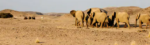 safari cheval pas cher