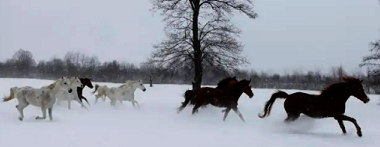 a cheval dans la neige en Roumanie