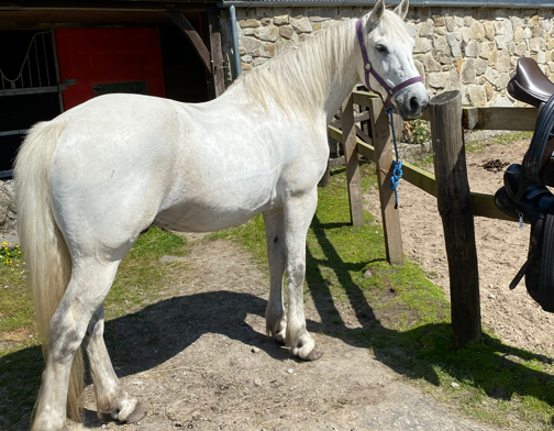 stage équitation en Irlande