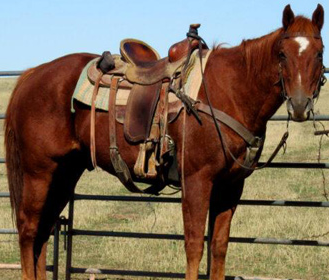 séjour ranch Wyoming