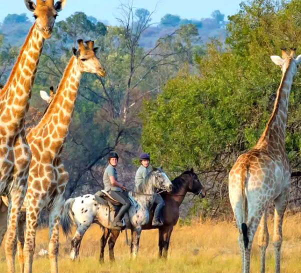 safari cheval