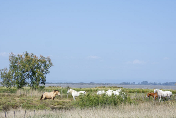 Randonnée à cheval Camargue