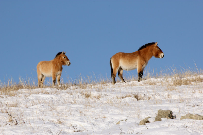 randonnee a cheval mongolie