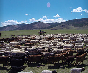 rando équestre en Mongolie