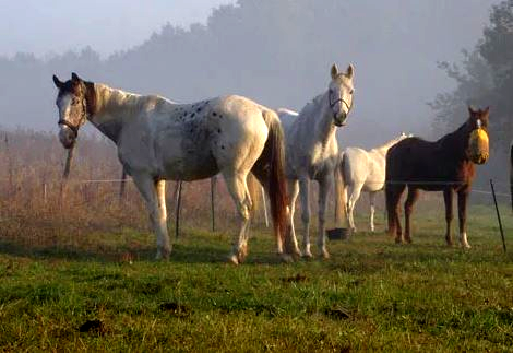 chateaux de la loire a cheval