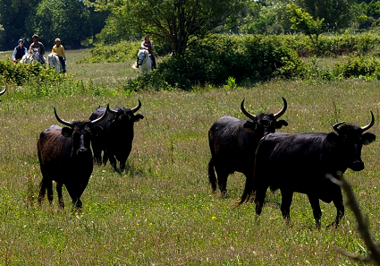 manade cheval en Camargue