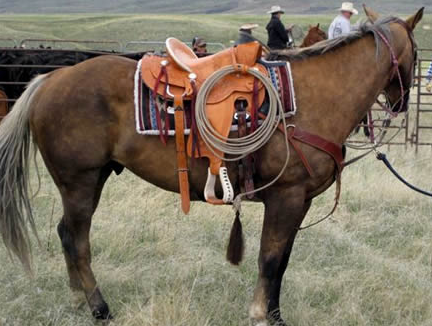 sejour equitation en ranch usa