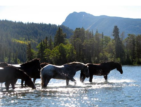 randonnee a cheval au canada