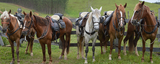 rando a cheval au bresil