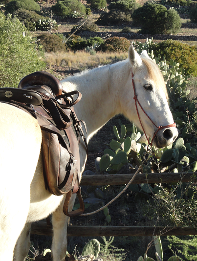 randonnee a cheval en andalousie