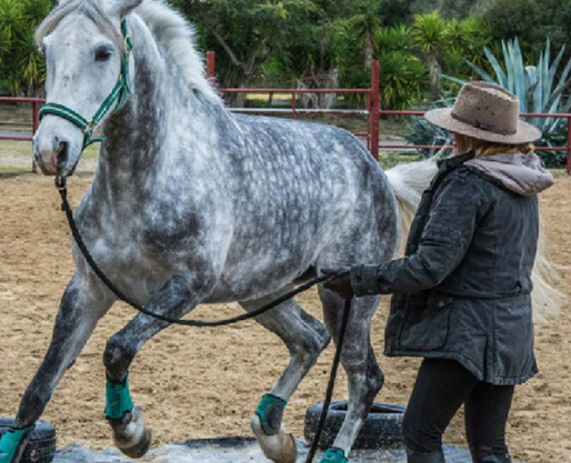stage ethologie à cheval en Espagne