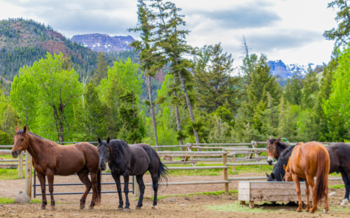 rando a cheval Yellowstone