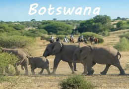 safari cheval Botswana