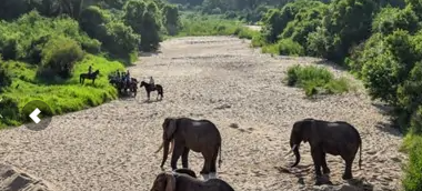 safari a cheval en Afrique du Sud