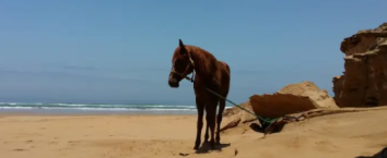 rando cheval au Maroc