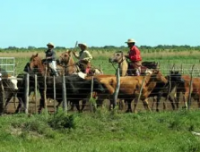 Argentine à cheval