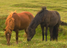 rando cheval Islande