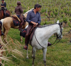 vins de Bordeaux à cheval