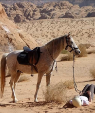 rando a cheval Jordanie