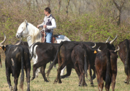 randonnée cheval Camargue