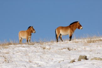 randonnee a cheval mongolie