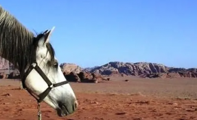 rando Jordanie à cheval