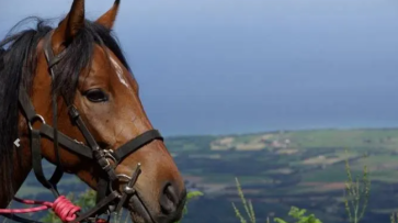 vacances à cheval en Corse