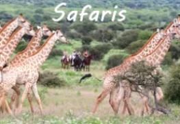 safari cheval